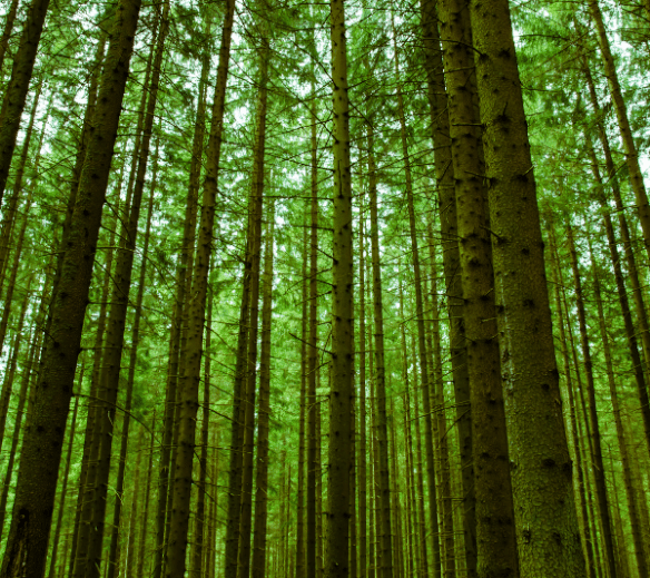 Forest, UK woodland